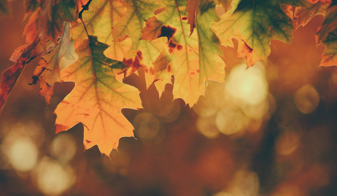 Seasonal Care: Summer to Fall